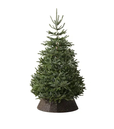 Balsam Hill Nordmann Fir Unlit Christmas Tree In Green