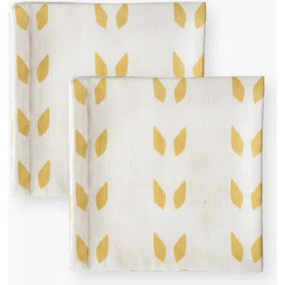 Banyan & Birch Terra