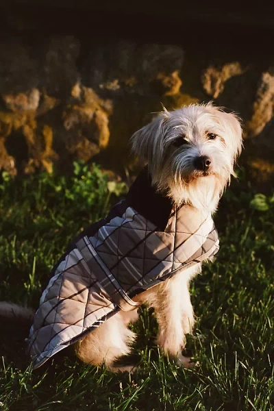 Barbour X Anthropologie Tartan Quilted Dog Coat Jacket In Beige