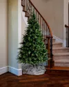 Barcana 7.5' Aspen Pine Tree In Green