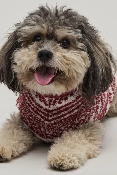 Barefoot Dreams Cozychic® Checkered Stripe Pet Sweater In Multi
