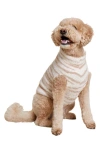 Barefoot Dreams Cozychic Tiger Stripe Pet Sweater In Cream/ Tan