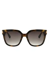 Bcbg 54mm Classic Square Sunglasses In Golden Tortoise