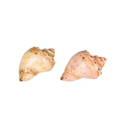 Beachcombers Conch Shell Salt And Pepper Shaker Set Of 2 In Tan