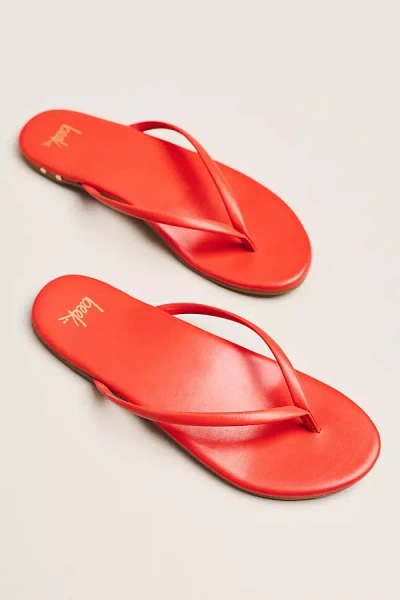 Beek Sunbeam Thong Sandals In Red