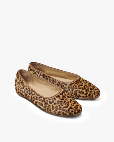 Beek Swiftlet - Leopard
