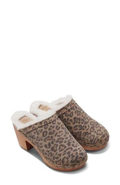 Beek Woodpecker Genuine Shearling Clog In Leopard