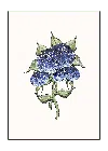 Bell Hutley Blue Botanical Hydrangea Print In Blue