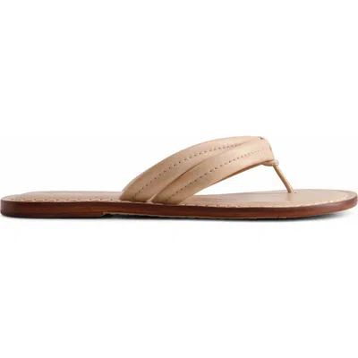 Bernardo Footwear Miami Thong Sandal In Blush