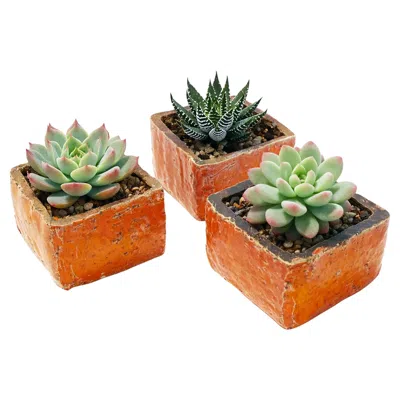 Pre-owned Bitossi Aldo Londi  Style 3 Orange Square Planters Or Cachepots -- West Germany