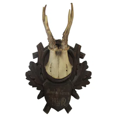Pre-owned Black Forest Original Antique Deer Taxidermy 1912 In Brown