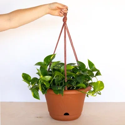 Bloem Lucca Decorative Self-watering Plastic Indoor/outdoor Hanging Basket Planter With Macrame Cord In Terra Cotta