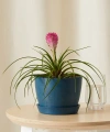 Bloomscape Bromeliad Summer Plant With Pot In Blue