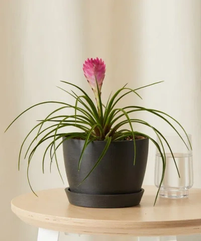 Bloomscape Bromeliad Summer Plant With Pot In Gray