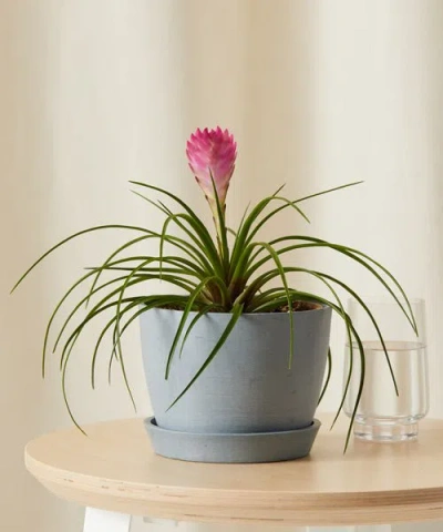 Bloomscape Bromeliad Summer Plant With Pot In Multi
