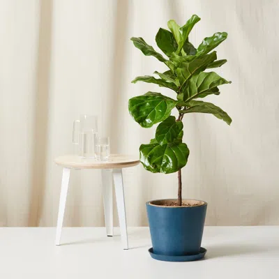 Bloomscape Ficus Layrata Fiddle Leaf Fig Plant With Pot In Blue
