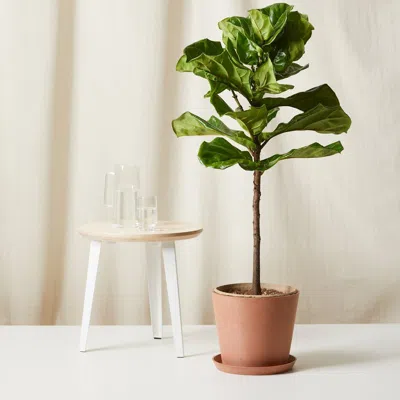 Bloomscape Ficus Layrata Fiddle Leaf Fig Plant With Pot In Brown