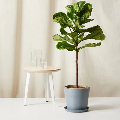 Bloomscape Ficus Layrata Fiddle Leaf Fig Plant With Pot In Grey