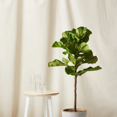 Bloomscape Ficus Layrata Fiddle Leaf Fig Plant With Pot In Grey