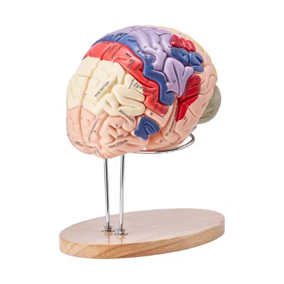 Bnxns Human Brain Model Anatomy, 2x Life-size 4-part Human Brain Anatomical Model With Labels & Display Ba In Multi