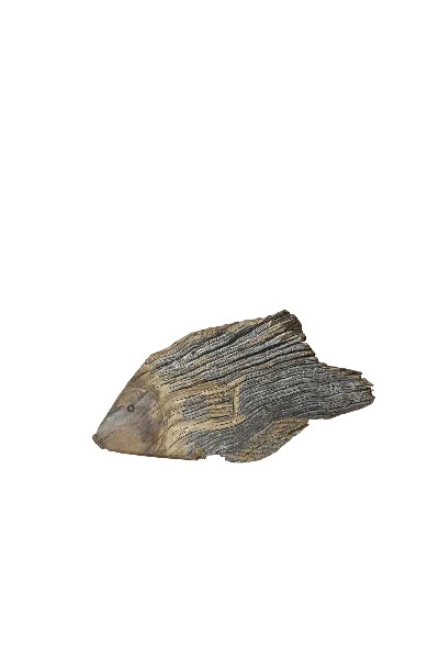 Botanical Boys Brown Driftwood Hand Carved Fish - Thirteen One