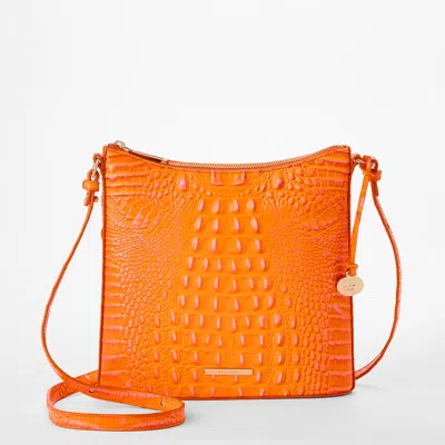 Brahmin 