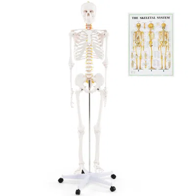 Breebe Life Size Human Skeleton Model For Anatomy Anatomical Skeleton With Nerves System In White