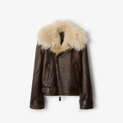 Burberry Cropped Shearling Aviator Jacket In Multi