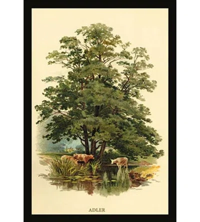 Buyenlarge 'alder Tree' By W.h.j. Boot Painting Print In Green