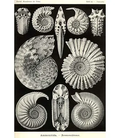 Buyenlarge Ammonites By Ernst Haeckel - Graphic Art Print In Black;white