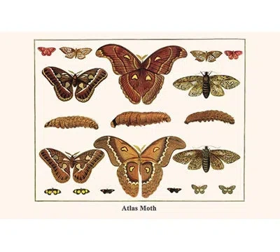 Buyenlarge Atlas Moth By Albertus Seba - Graphic Art Print In Brown;beige