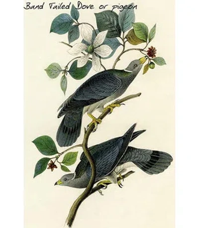 Buyenlarge Band Tailed Dove Or Pigeon - Graphic Art Print In Green;beige