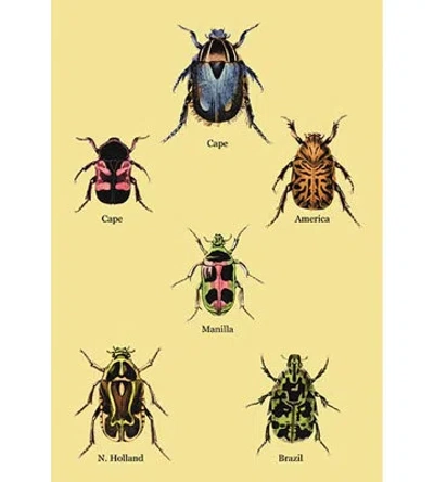Buyenlarge 'beetles Of Cape, America, Manilla, N. Holland And Brazil #2' By Sir William Jardine Graphic Art In Blue;green;red