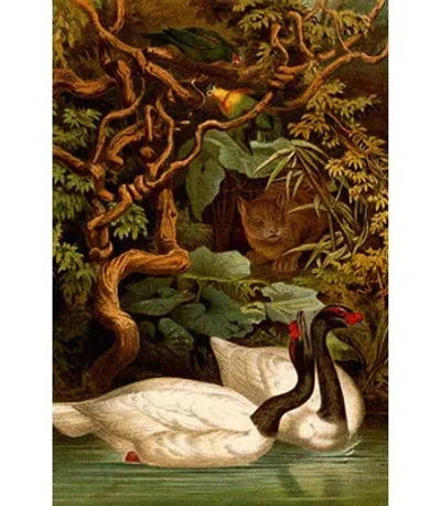 Buyenlarge 'black Swans' By F.w. Kuhnert Painting Print In Brown;green
