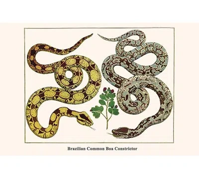 Buyenlarge 'brazilian Common Boa Constrictor' By Albertus Seba Graphic Art In Green;yellow