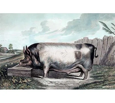 Buyenlarge 'british Boar' By Edwin Landseer Painting Print In Blue;gray