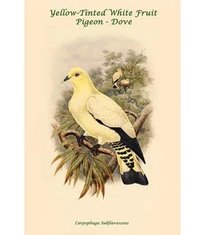 Buyenlarge 'carpophaga Subflavescens Yellow-tinted White Fruit-pigeon Dove' By John Gould Graphic Art In White;green;beige