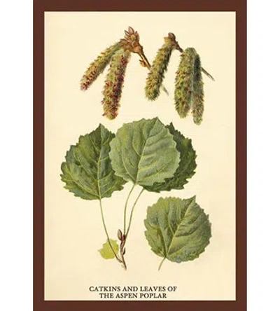 Buyenlarge 'catkins And Leaves Of The Aspen Poplar' By W.h.j. Boot Graphic Art In Green