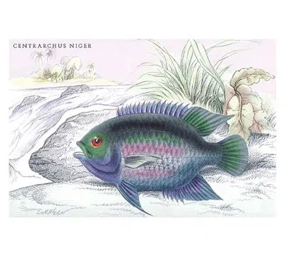 Buyenlarge Centrarchus Niger By Robert H. Schomburgk Painting Print In Gray;purple