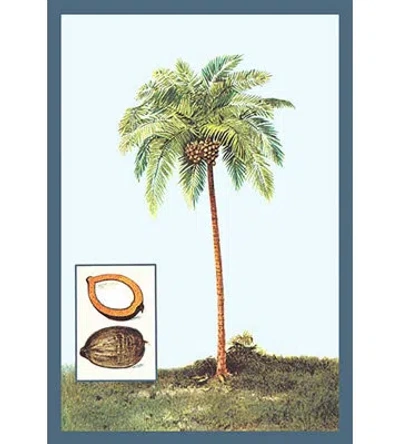 Buyenlarge Coconut Painting Print In Brown;green