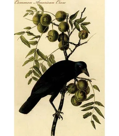 Buyenlarge 'common American Crow' Graphic Art Print In Black;green;beige