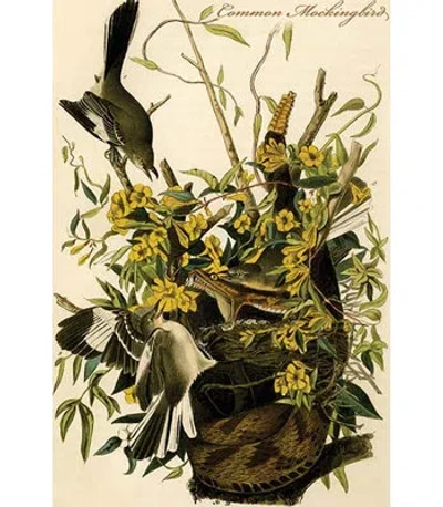 Buyenlarge Common Mockingbird - Graphic Art Print In Brown;green;beige