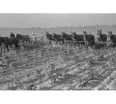 Buyenlarge 'cultivating Cotton' By Dorothea Lange Photographic Print In Black;gray