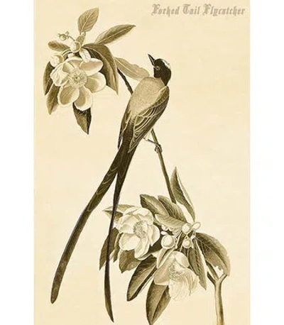 Buyenlarge Forked Tail Flycatcher - Graphic Art Print In Gray;beige
