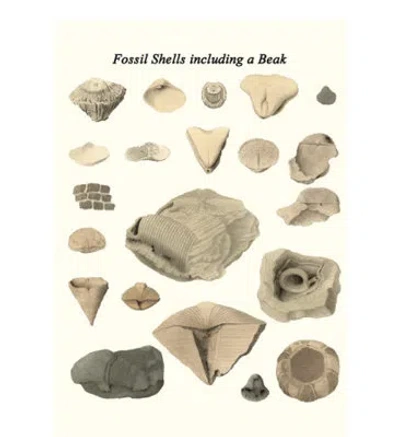 Buyenlarge 'fossil Shells Including A Beak' By James Parkinson Graphic Art In Gray;beige