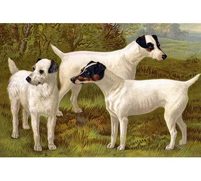 Buyenlarge Fox Terriers By Vero Shaw - Print