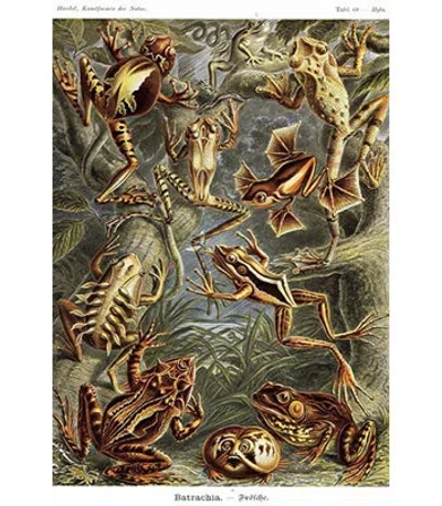 Buyenlarge 'frogs' By Ernst Haekel Graphic Art In Brown
