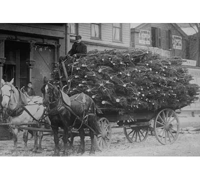 Buyenlarge 'load Of Christmas Trees On Wagon' Photographic Print In Black;gray
