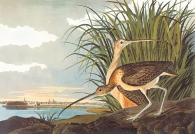 Buyenlarge Long Billed Curlew By John James Audubon Painting Print On Wrapped Canvas In Brown;green