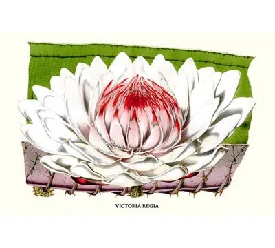 Buyenlarge 'lotus Flower - Water Lily' By Louis Benoit Van Houtte Graphic Art In White;red